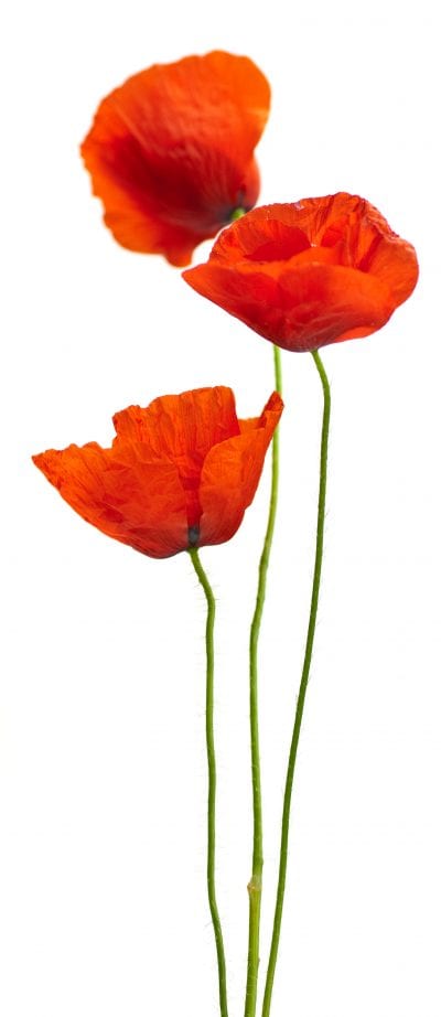 floral design – poppies isolated on white background